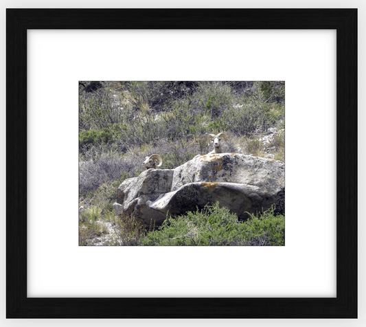 Bighorns on Watch Framed Print