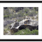 Bighorns on Watch Framed Print