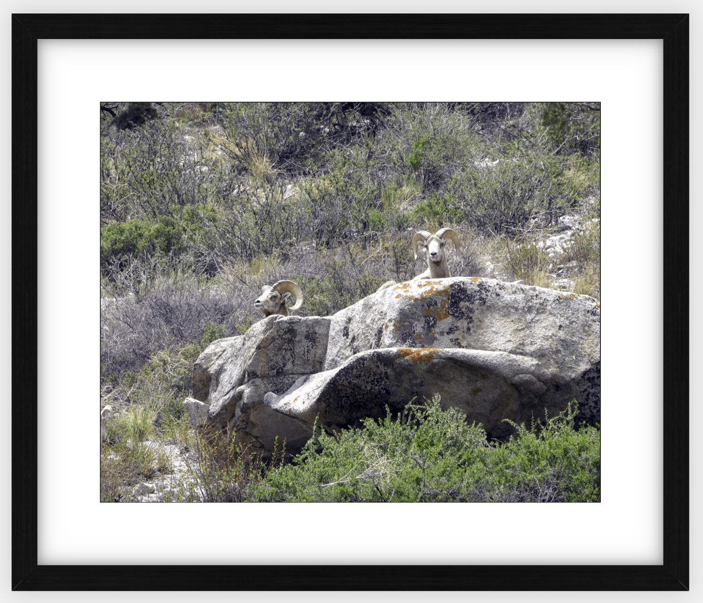 Bighorns on Watch Framed Print