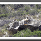 Bighorns on Watch Framed Print