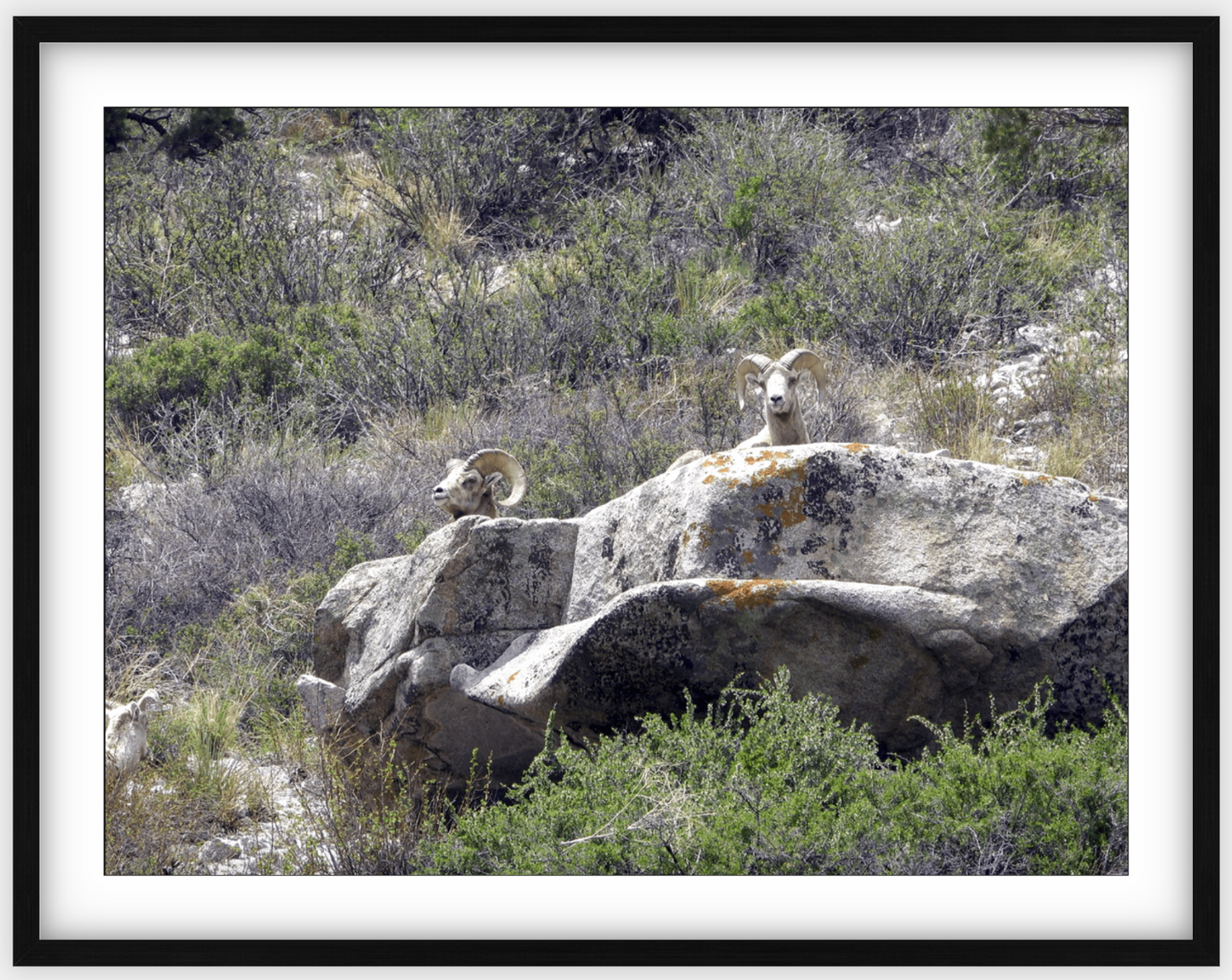 Bighorns on Watch Framed Print