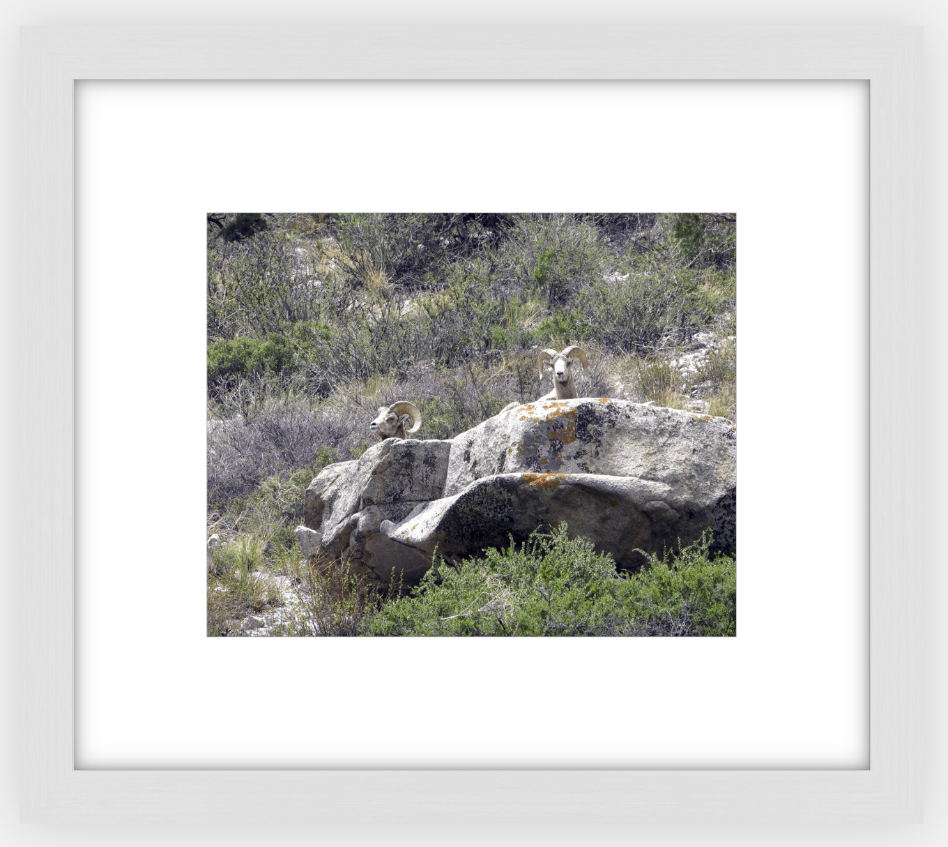 Bighorns on Watch Framed Print