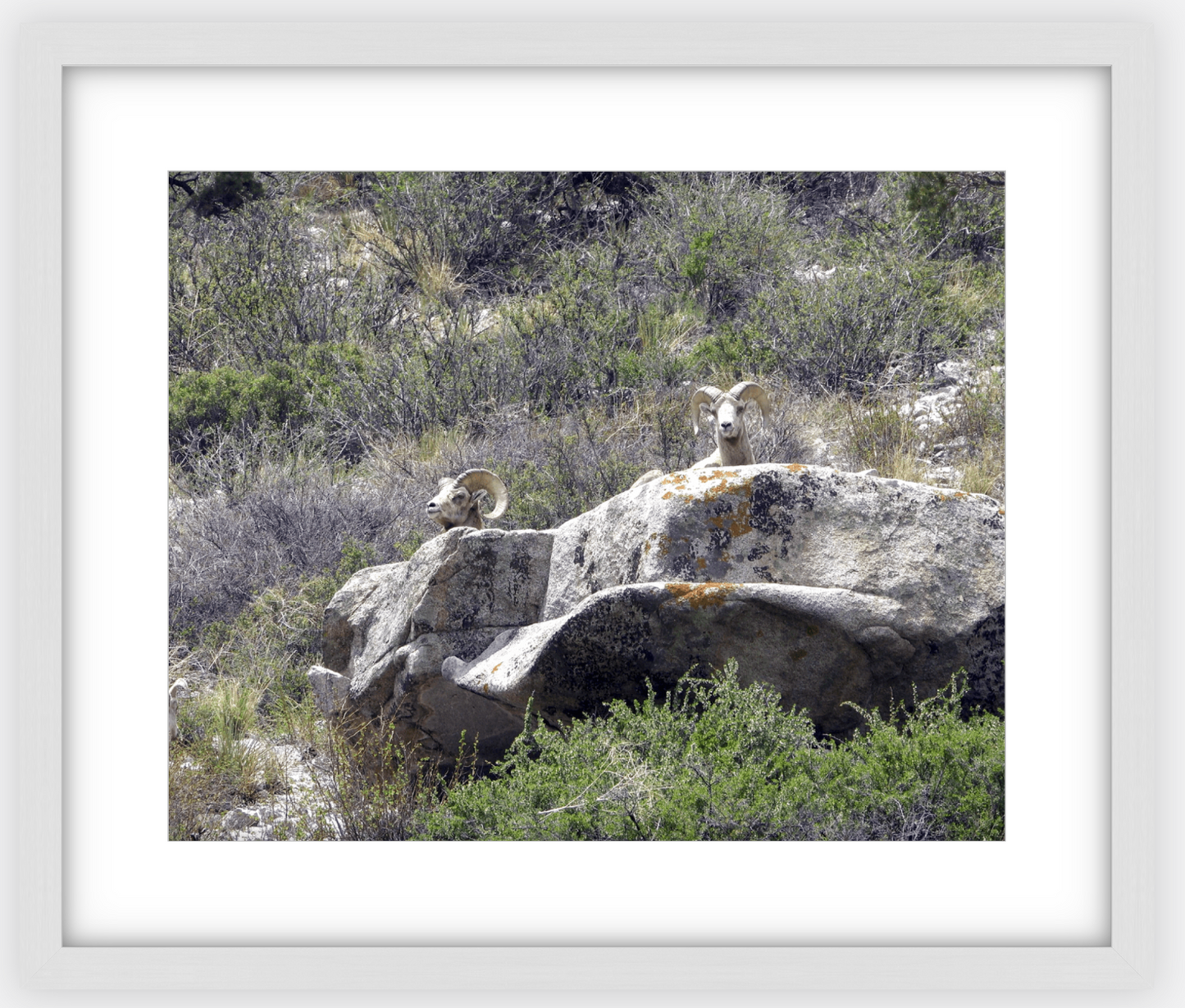 Bighorns on Watch Framed Print