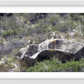 Bighorns on Watch Framed Print