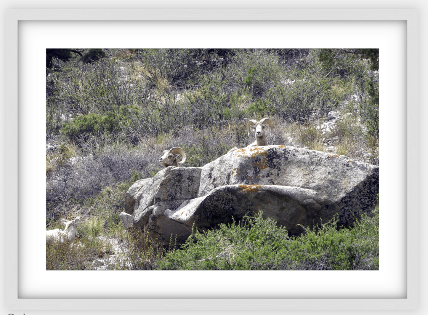 Bighorns on Watch Framed Print