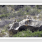 Bighorns on Watch Framed Print