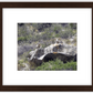 Bighorns on Watch Framed Print