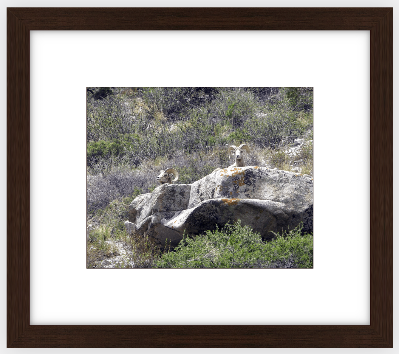 Bighorns on Watch Framed Print