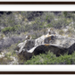 Bighorns on Watch Framed Print