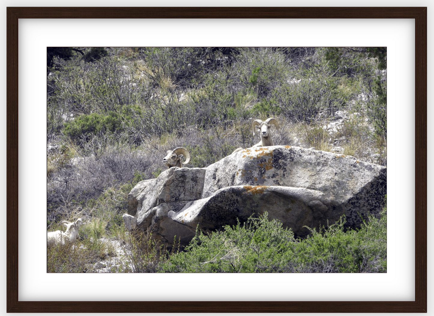 Bighorns on Watch Framed Print