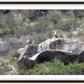 Bighorns on Watch Framed Print