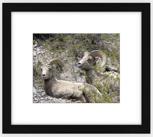 Colorado Bighorns Framed Print