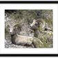 Colorado Bighorns Framed Print