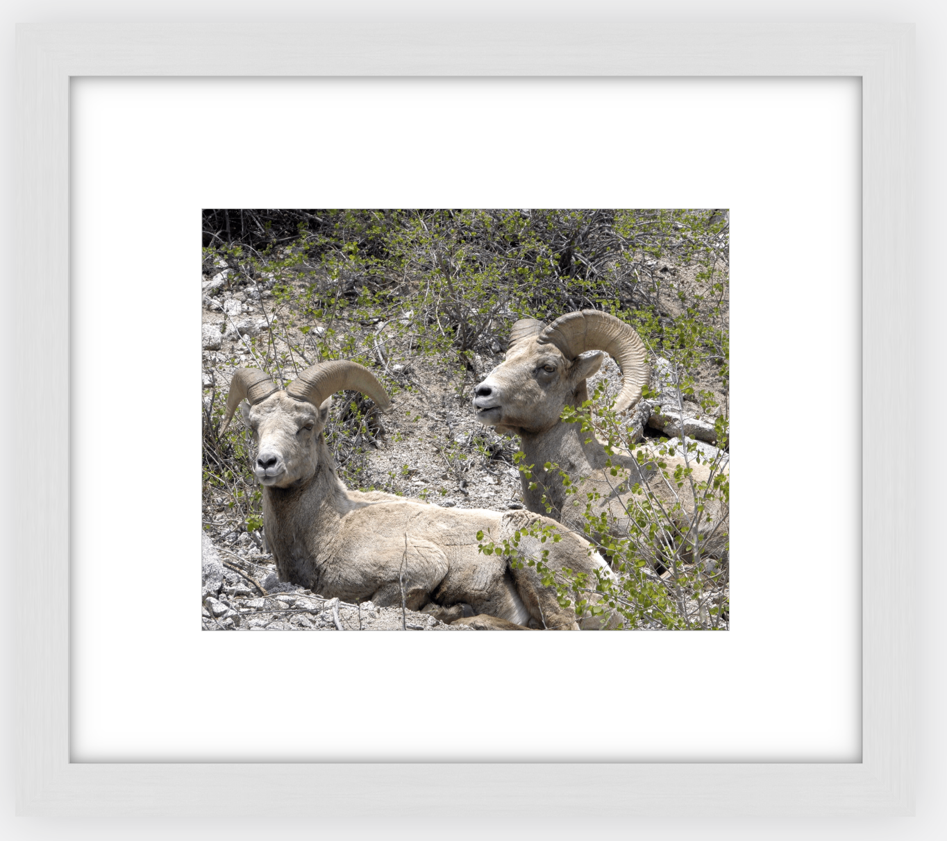 Colorado Bighorns Framed Print