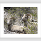 Colorado Bighorns Framed Print