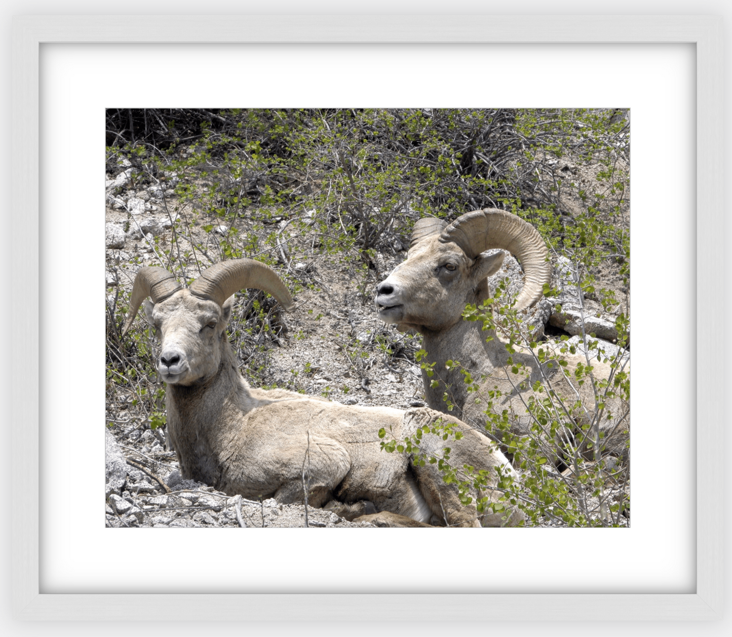 Colorado Bighorns Framed Print