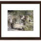 Colorado Bighorns Framed Print