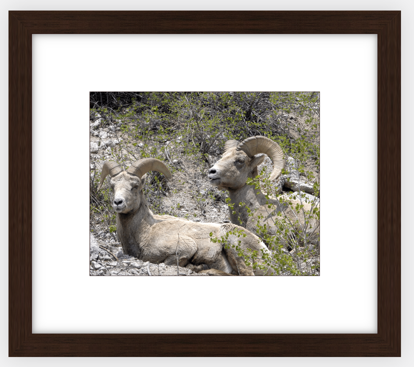 Colorado Bighorns Framed Print