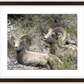 Colorado Bighorns Framed Print