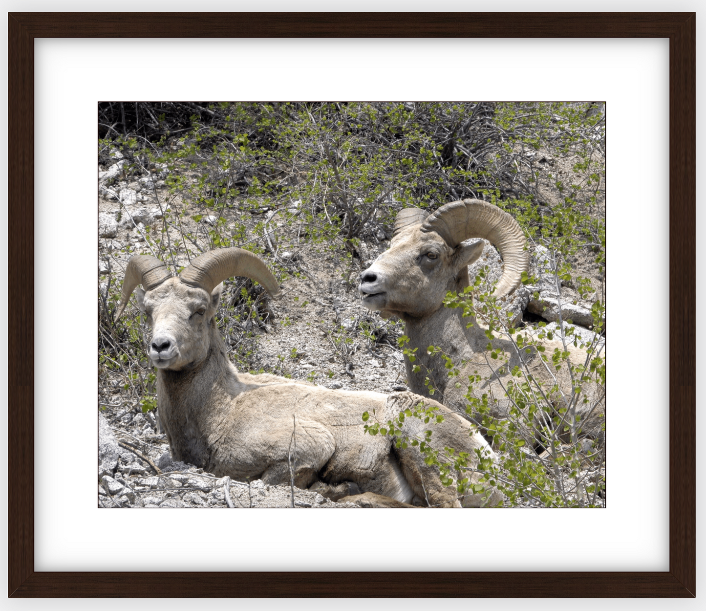 Colorado Bighorns Framed Print