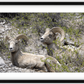 Colorado Bighorns Framed Print