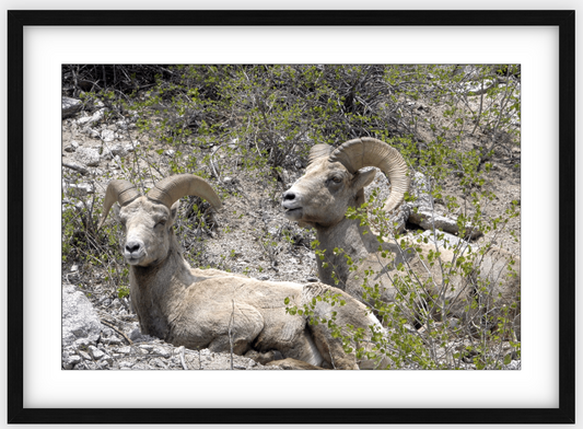 Colorado Bighorns Framed Print