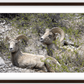 Colorado Bighorns Framed Print