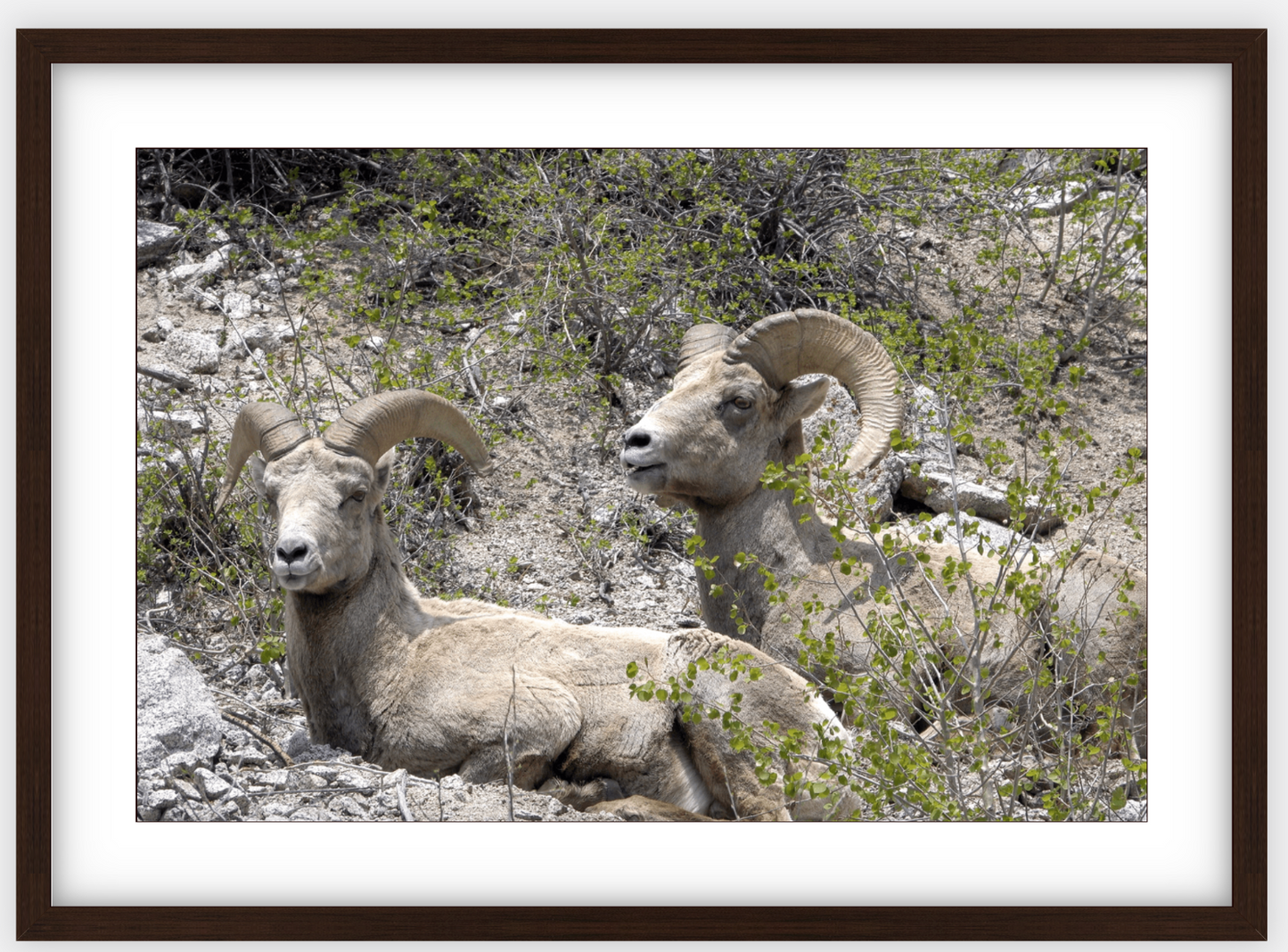 Colorado Bighorns Framed Print