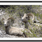 Colorado Bighorns Framed Print