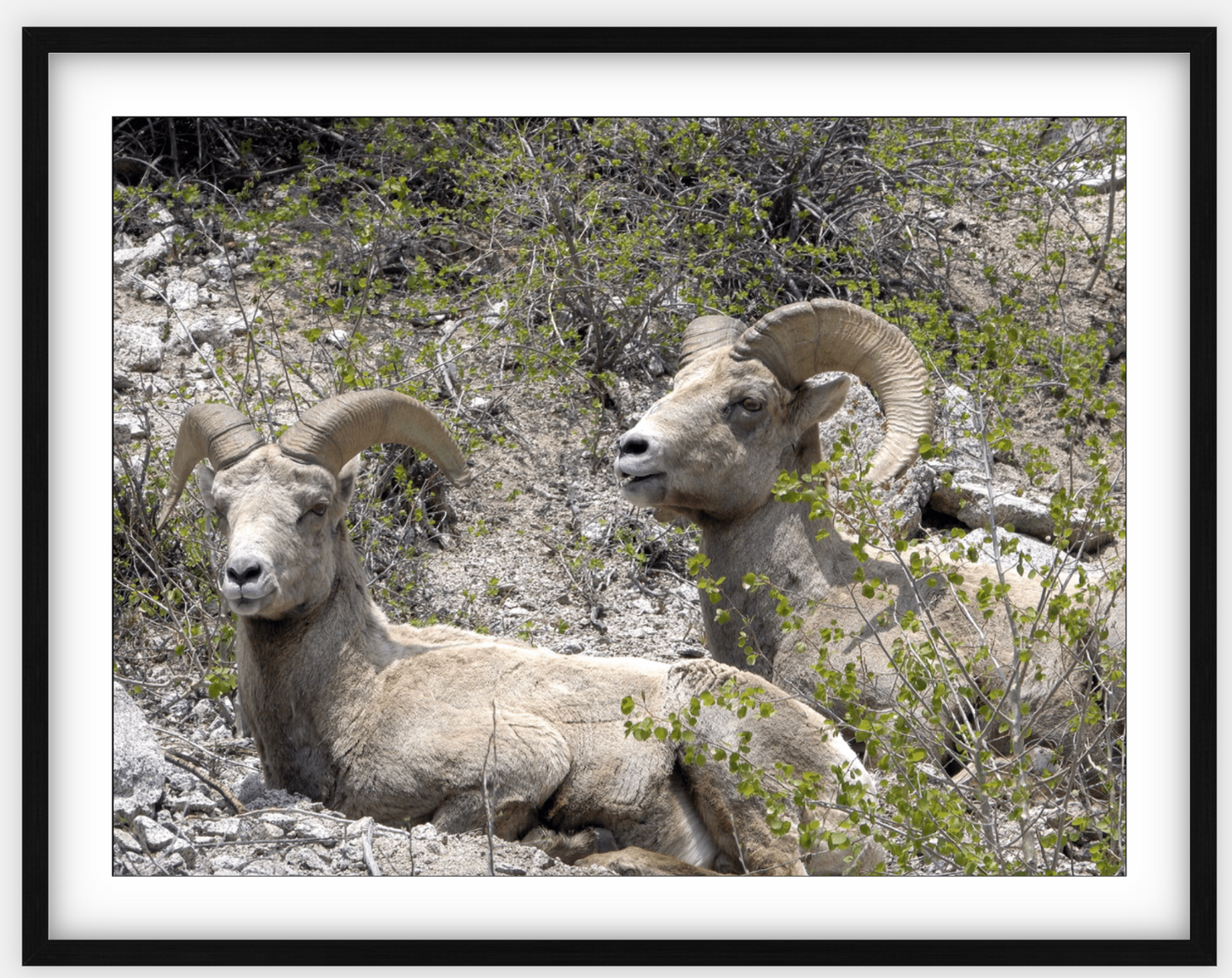 Colorado Bighorns Framed Print