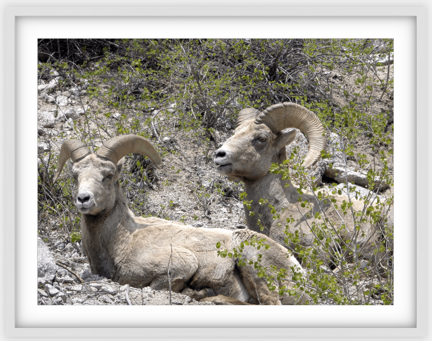 Colorado Bighorns Framed Print