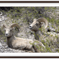 Colorado Bighorns Framed Print