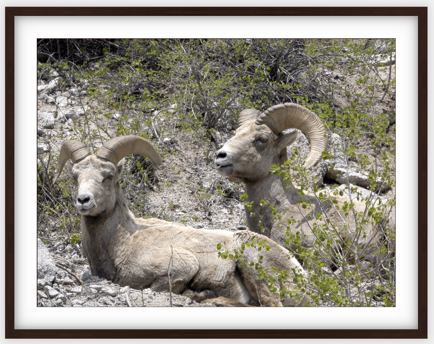 Colorado Bighorns Framed Print