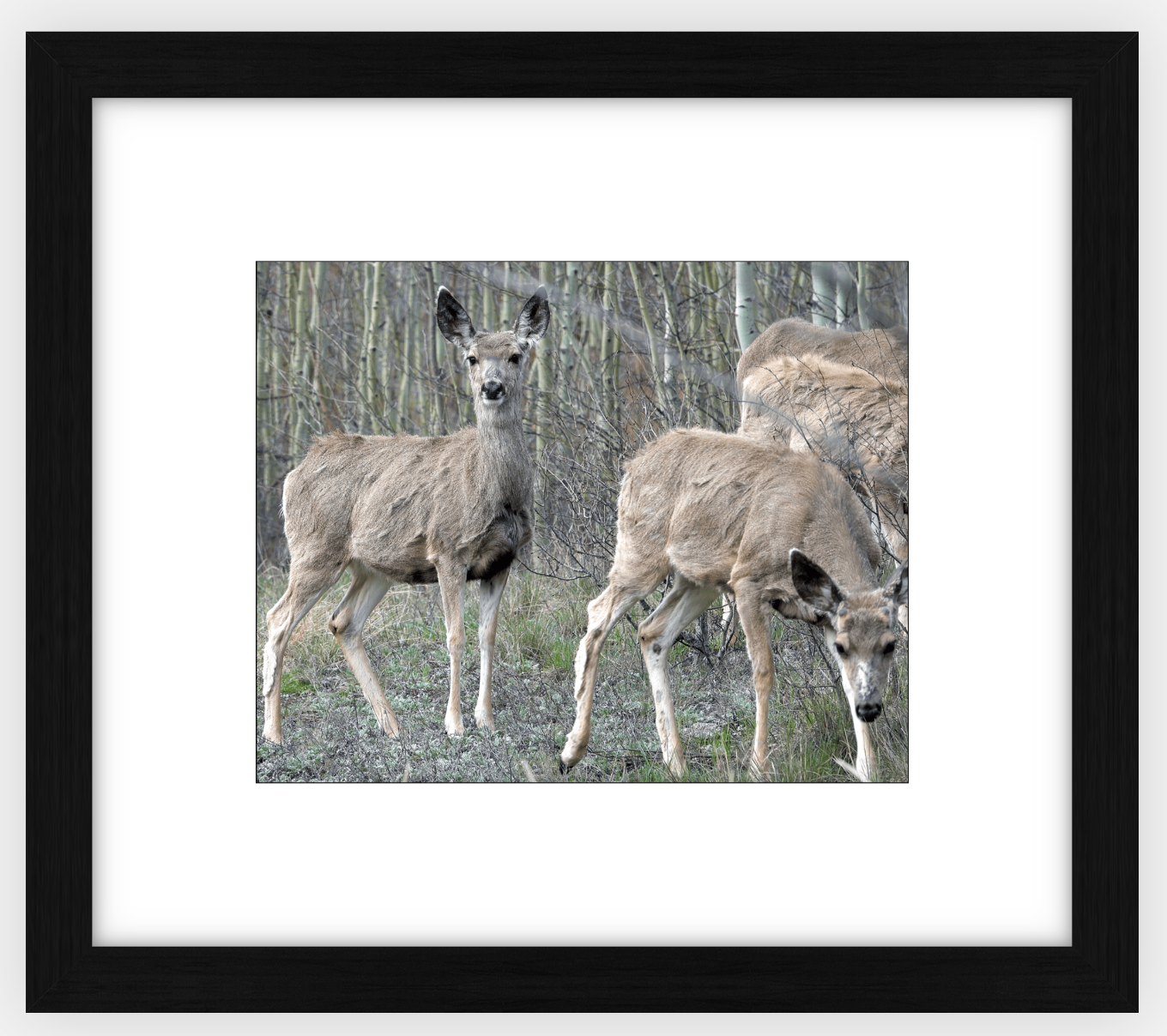 Mule Deer Aspens Framed Print