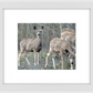 Mule Deer Aspens Framed Print