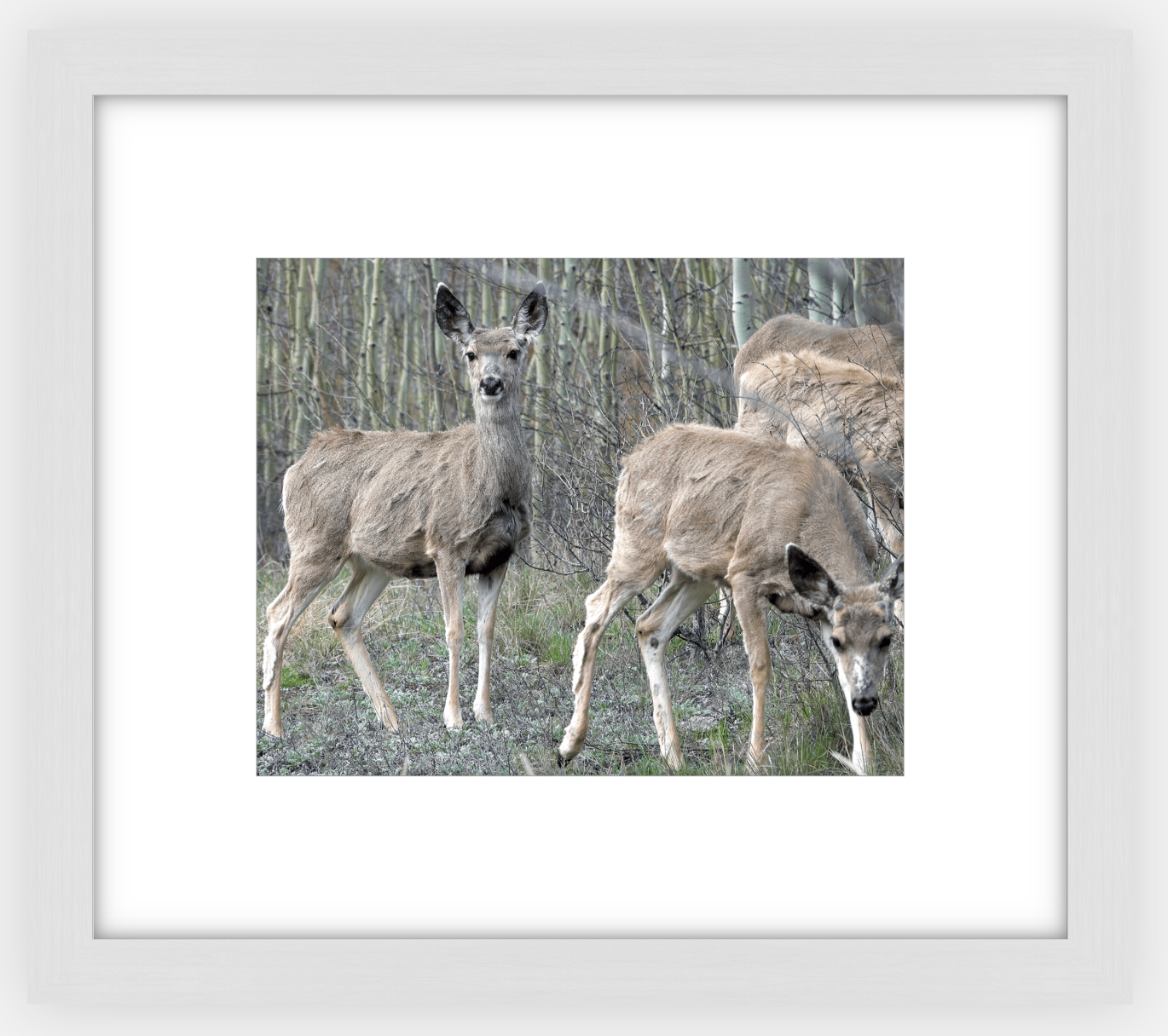 Mule Deer Aspens Framed Print