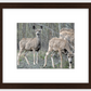 Mule Deer Aspens Framed Print