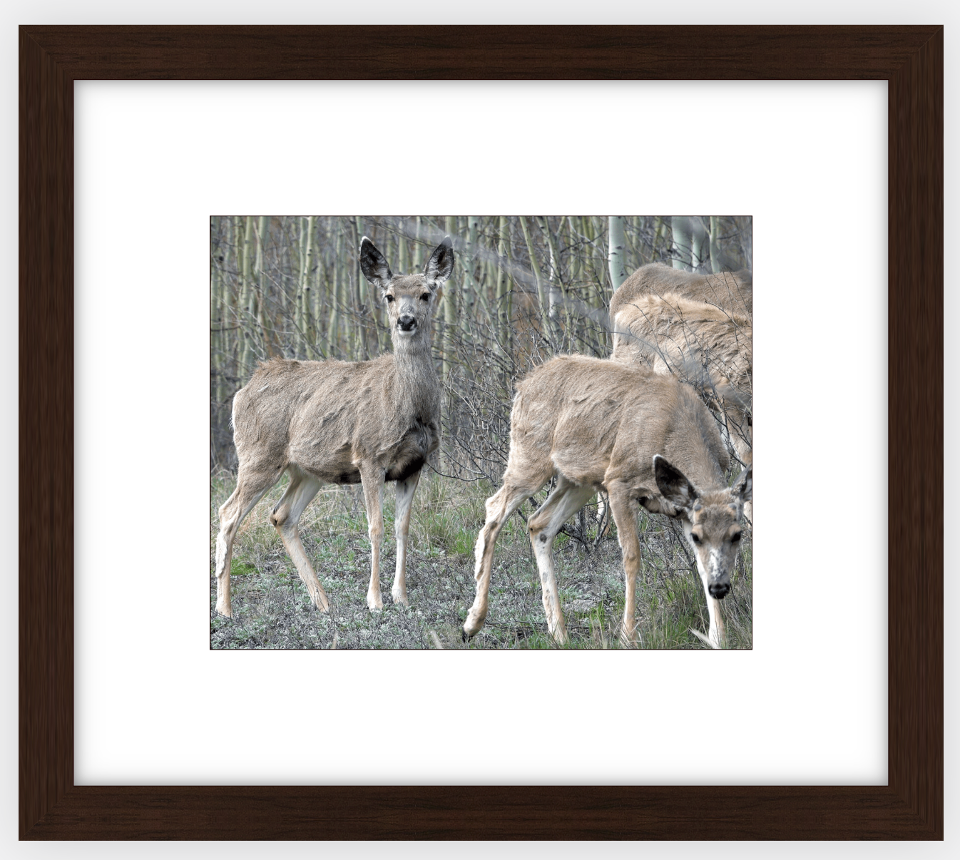 Mule Deer Aspens Framed Print