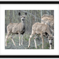 Mule Deer Aspens Framed Print