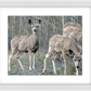 Mule Deer Aspens Framed Print