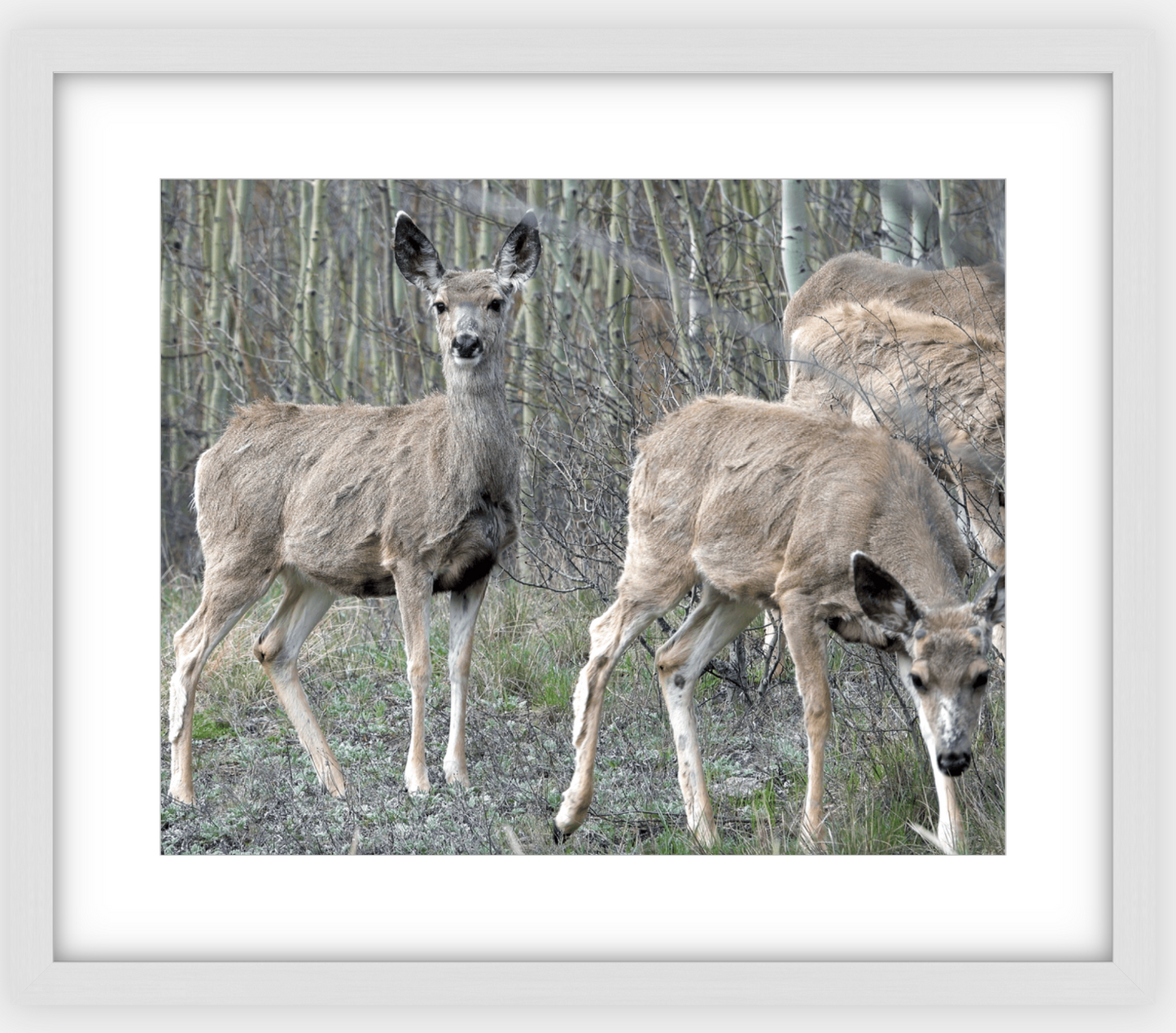 Mule Deer Aspens Framed Print