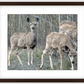 Mule Deer Aspens Framed Print