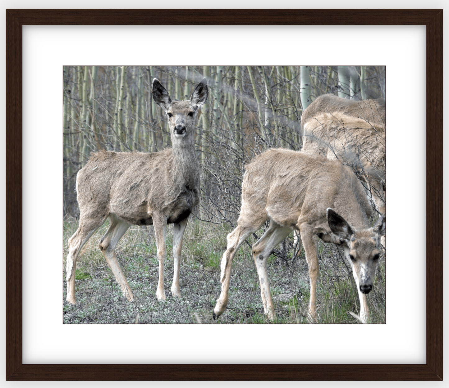 Mule Deer Aspens Framed Print