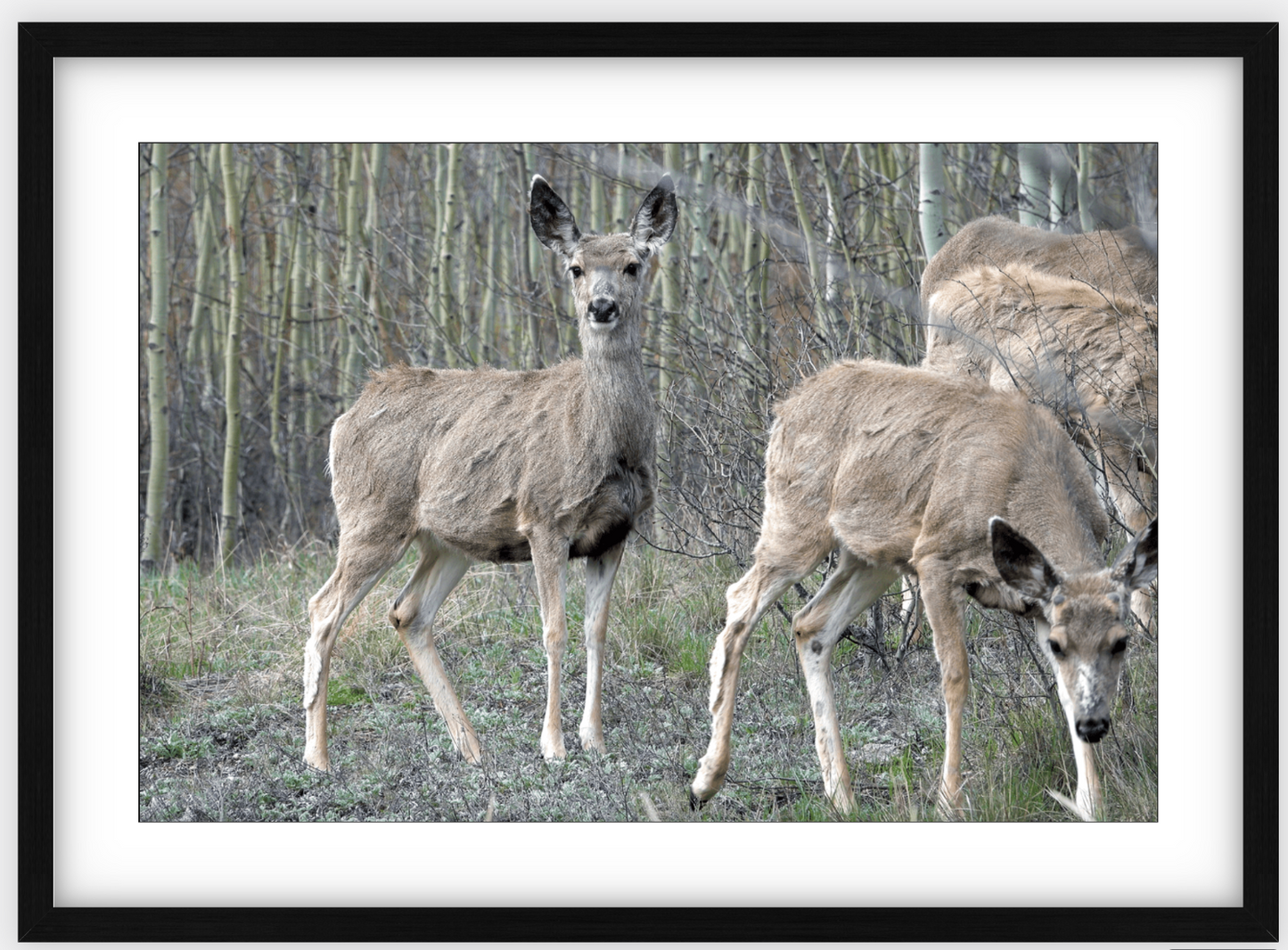 Mule Deer Aspens Framed Print