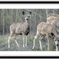 Mule Deer Aspens Framed Print