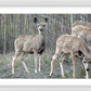 Mule Deer Aspens Framed Print