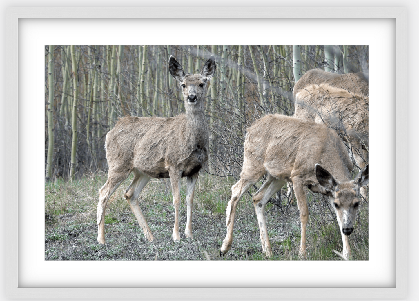 Mule Deer Aspens Framed Print