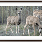 Mule Deer Aspens Framed Print