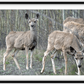 Mule Deer Aspens Framed Print