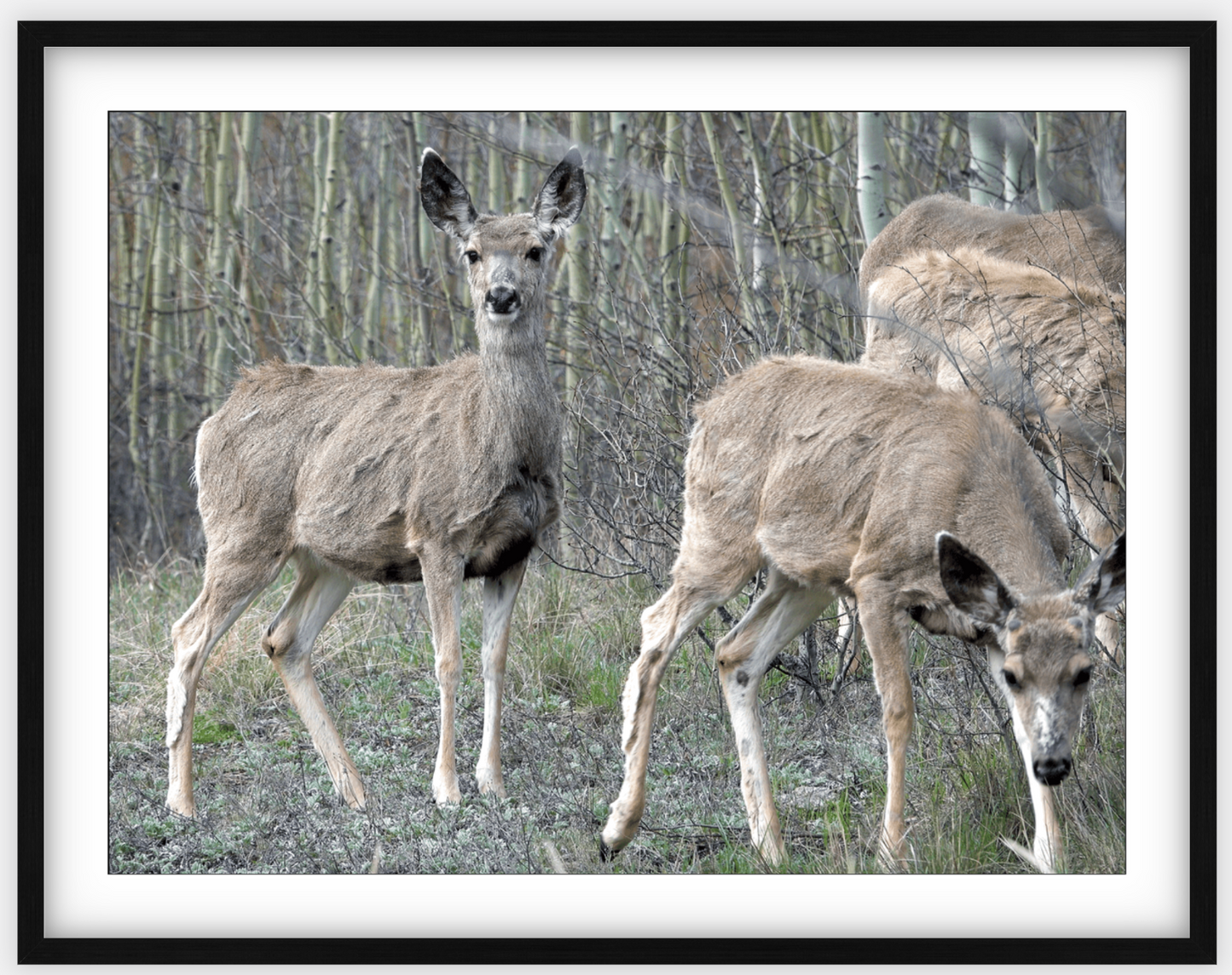 Mule Deer Aspens Framed Print